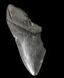 Partial, Serrated, Megalodon Tooth - Georgia #56728-1